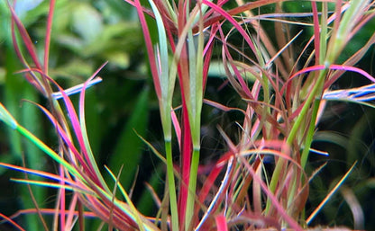 Juncus repens 5cm Pot