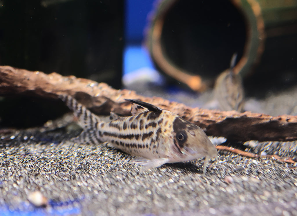 Incolicana Corydora