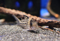 Incolicana Corydora