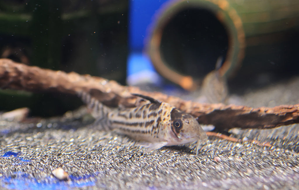 Incolicana Corydora