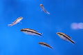 Kribensis