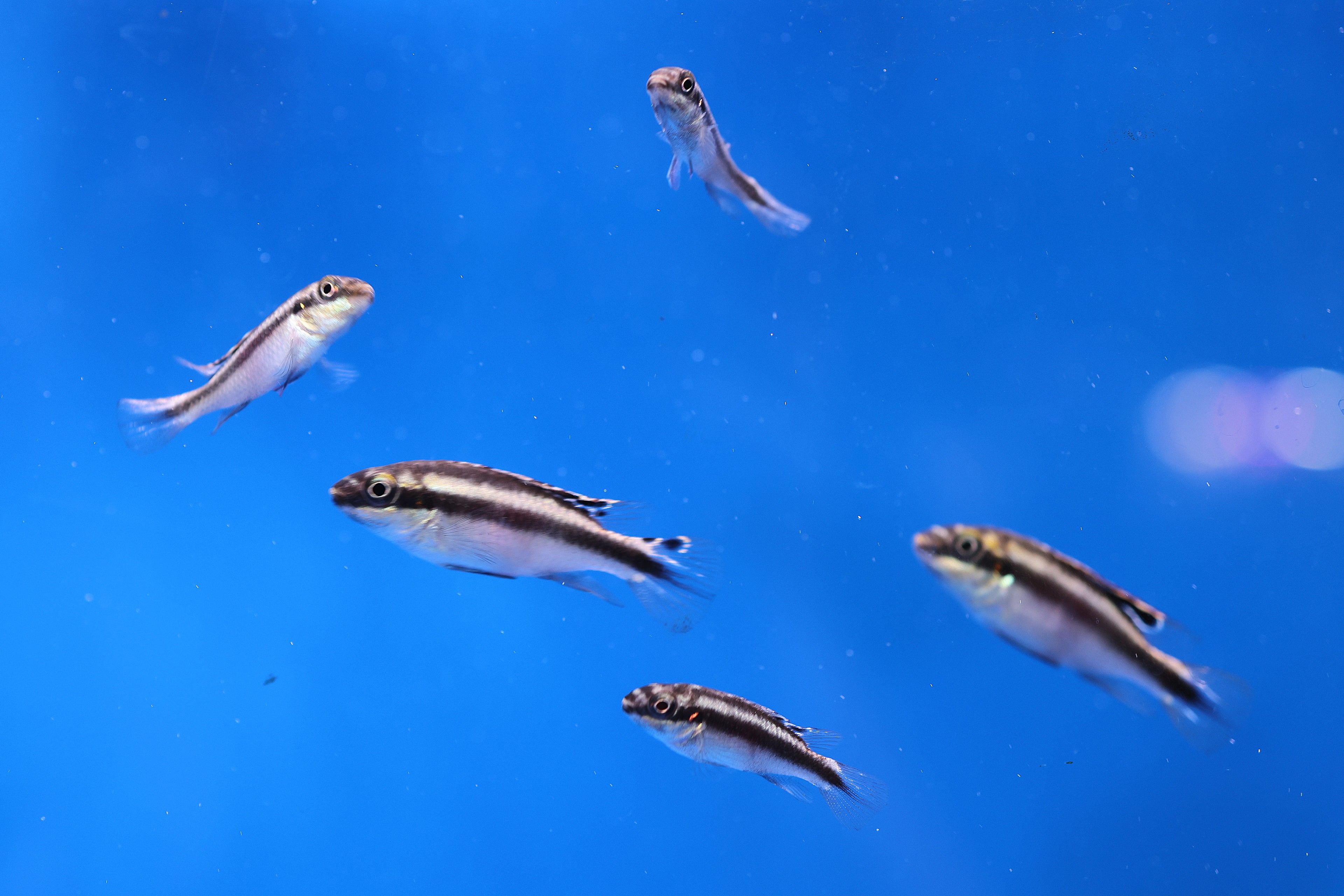 Kribensis