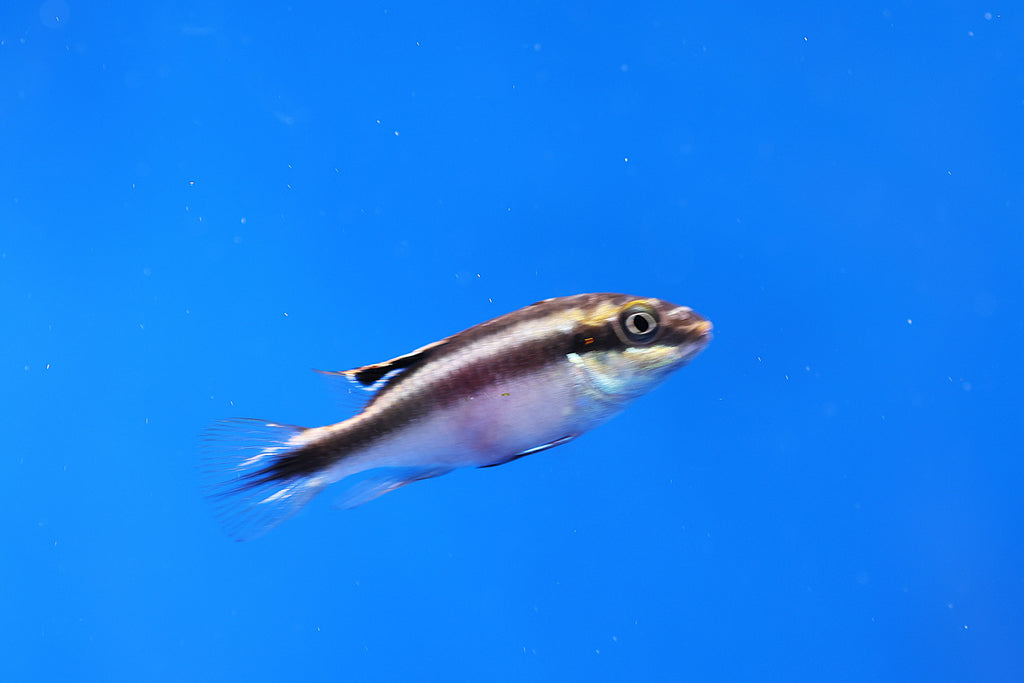 Kribensis