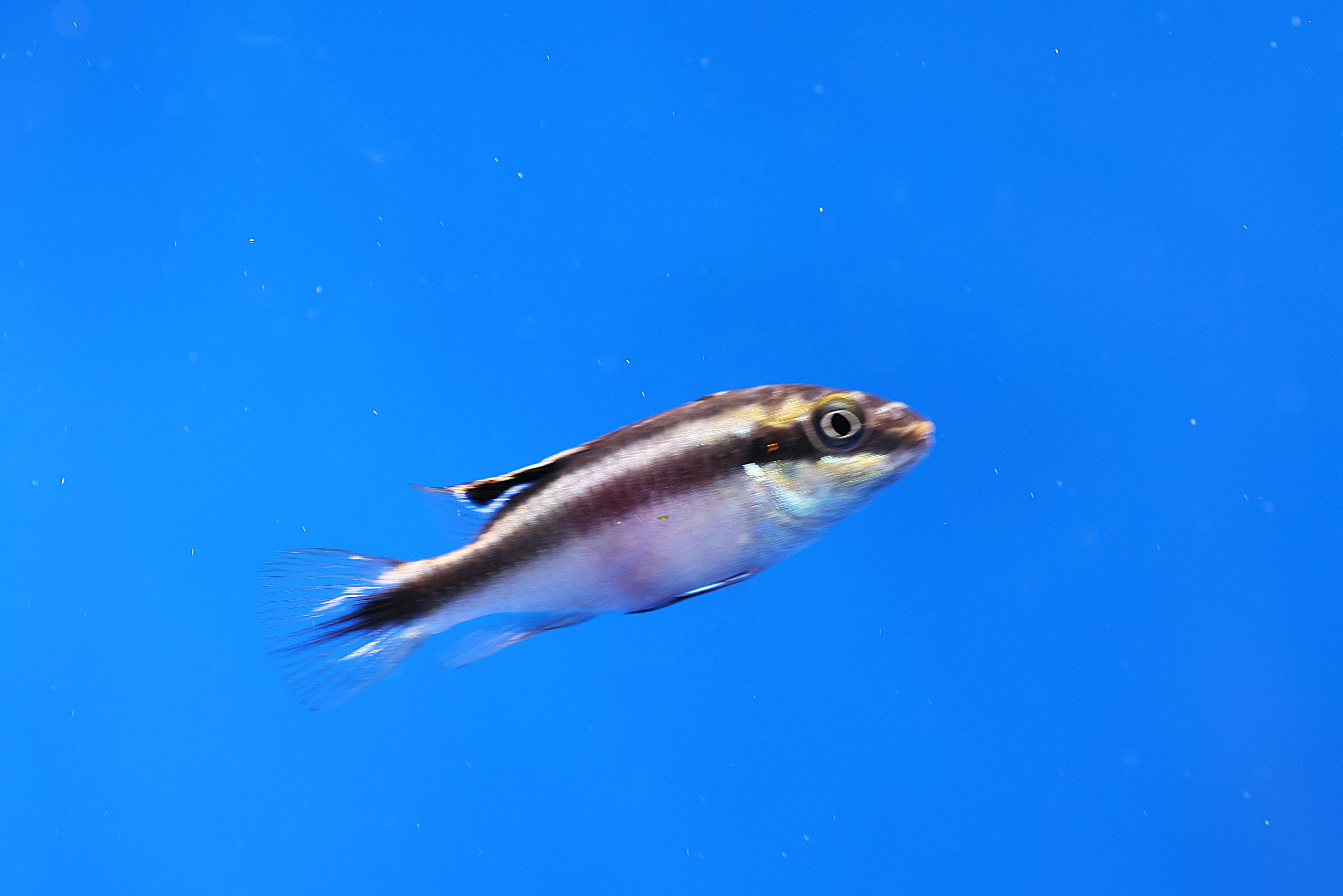 Kribensis