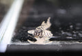 L333 King Tiger Pleco (4-5cm)