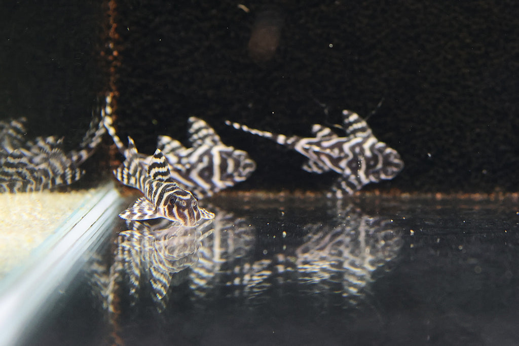 L333 King Tiger Pleco (4-5cm)