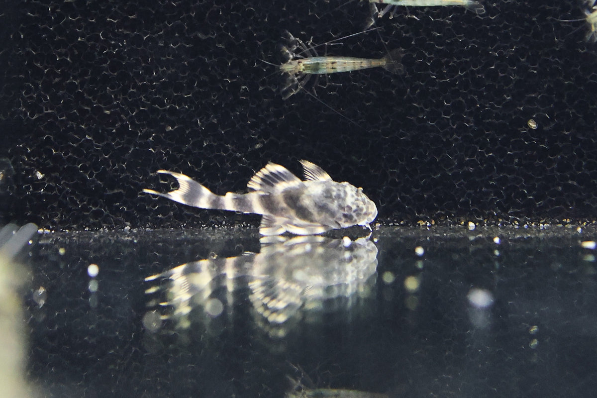 L387 Tangerine Tiger Pleco 3cm Approx.