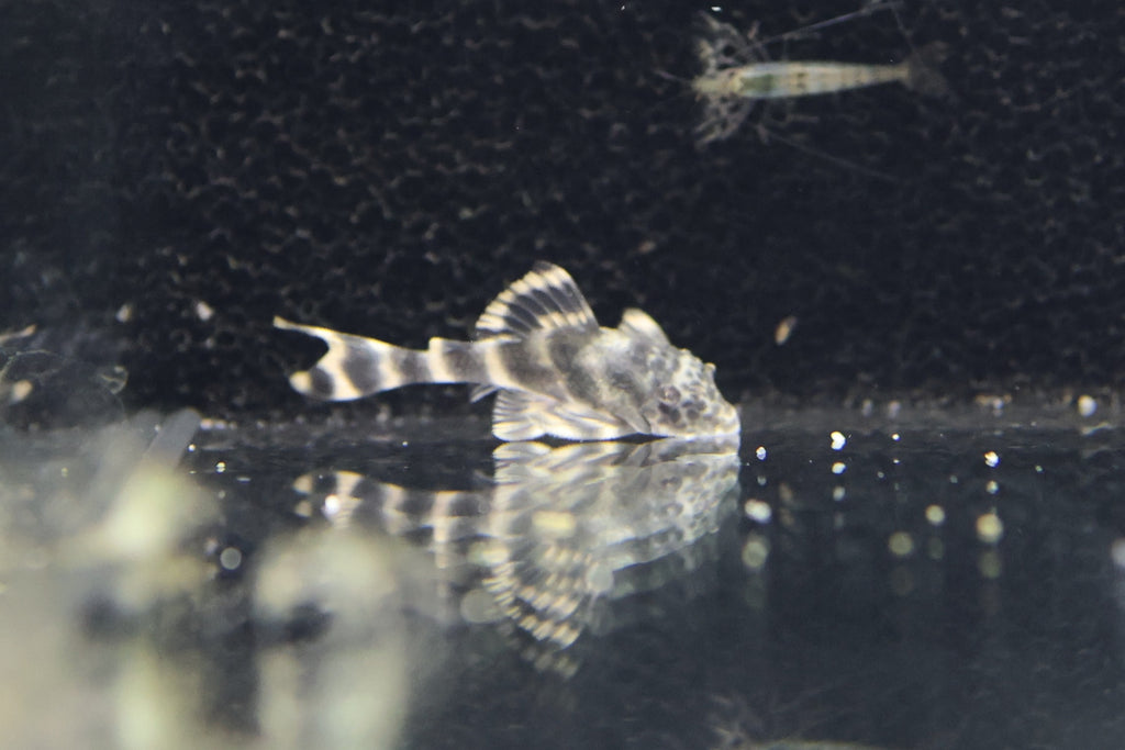 L387 Tangerine Tiger Pleco 3cm Approx.