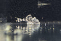 L387 Tangerine Tiger Pleco 3cm Approx.