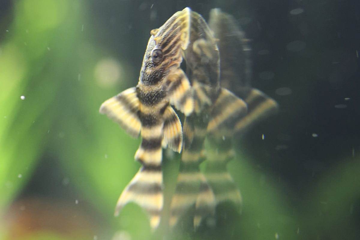 L397 Alenquer Tiger Pleco 3.5cm Approx.