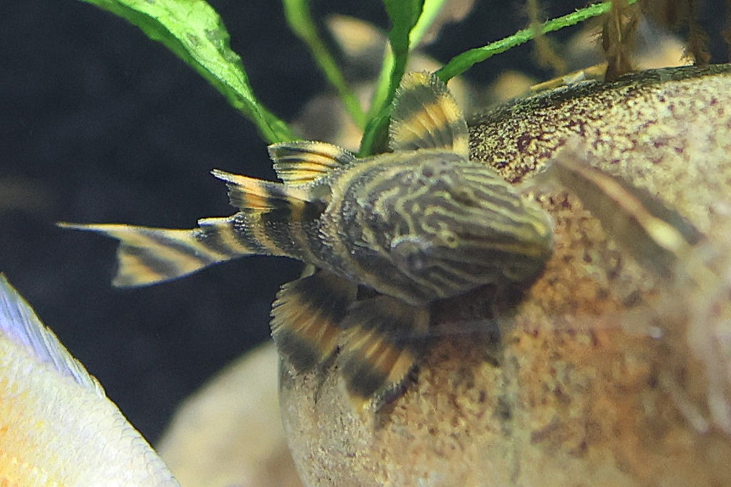 L397 Alenquer Tiger Pleco 3.5cm Approx.