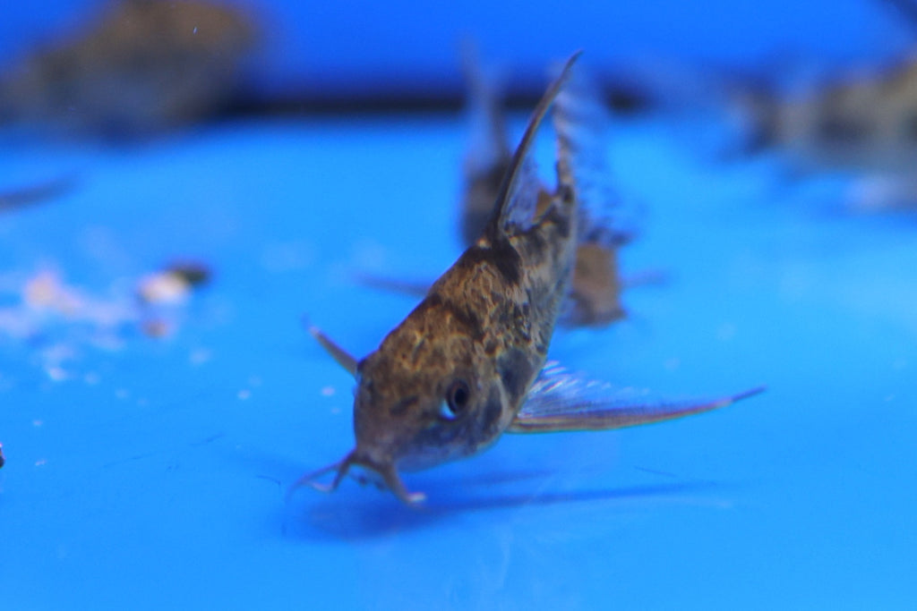 Longfin Pepper Corydora