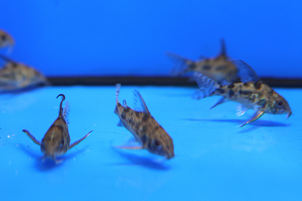 Longfin Pepper Corydora