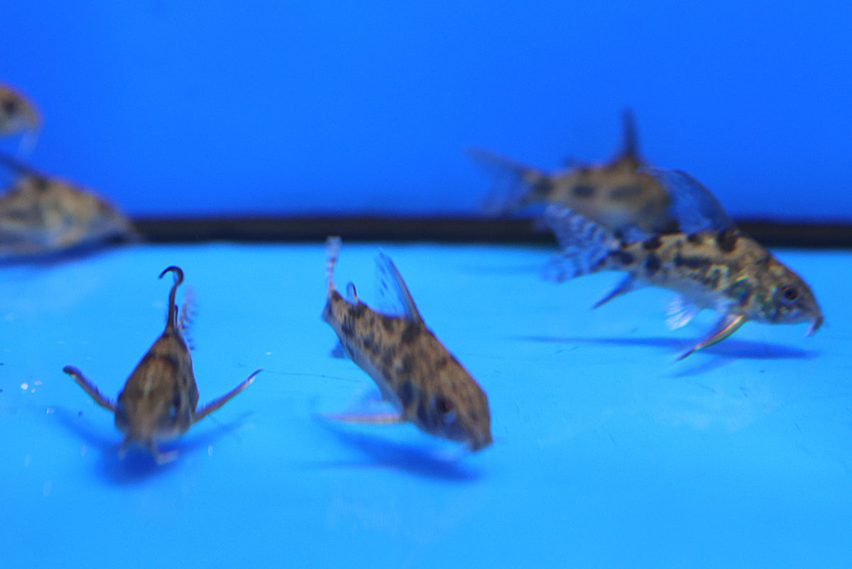 Longfin Pepper Corydora