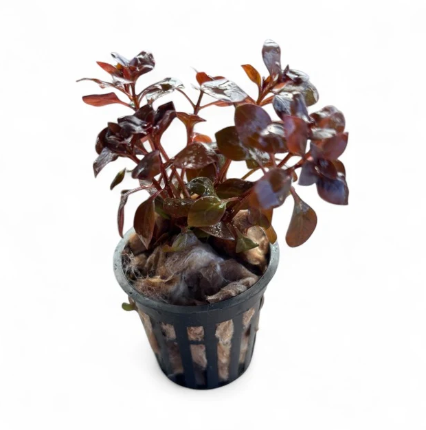 Ludwigia palustris 'Super Mini Red'