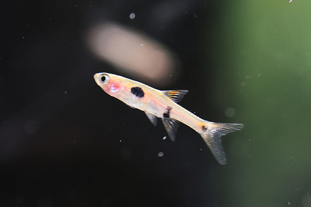 Maculata Rasbora