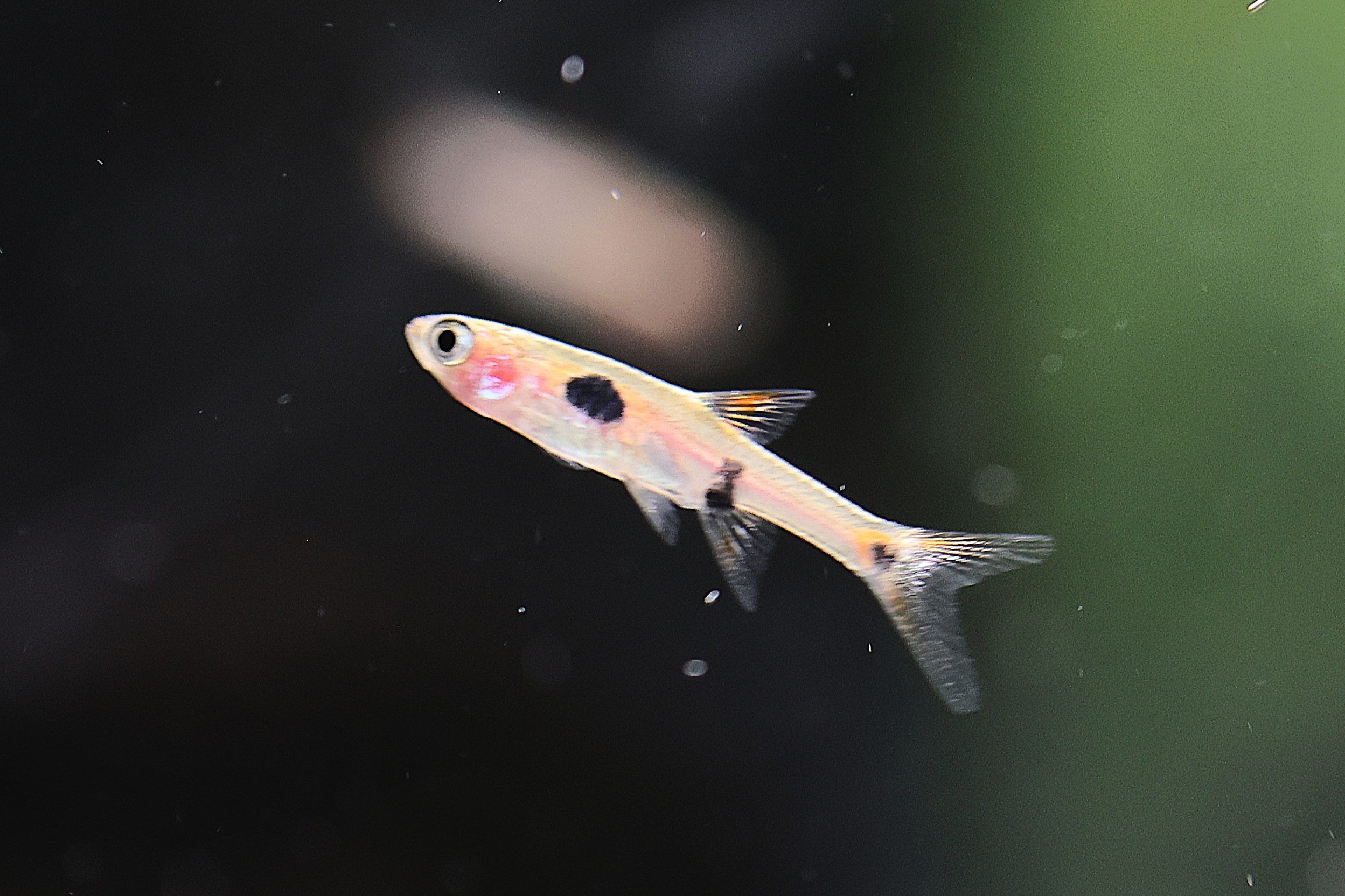 Maculata Rasbora