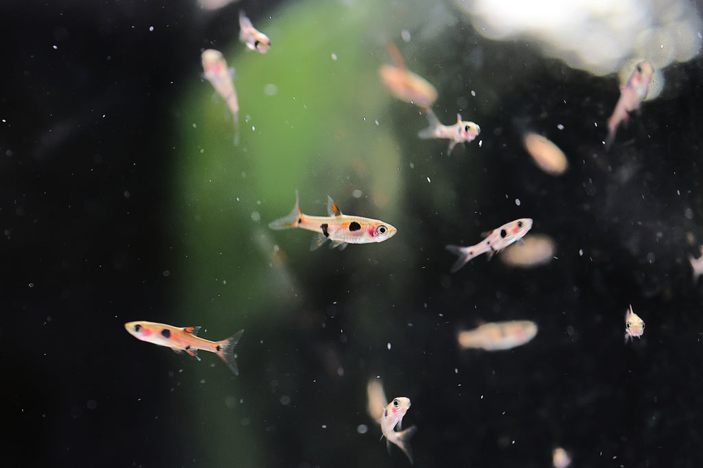 Maculata Rasbora