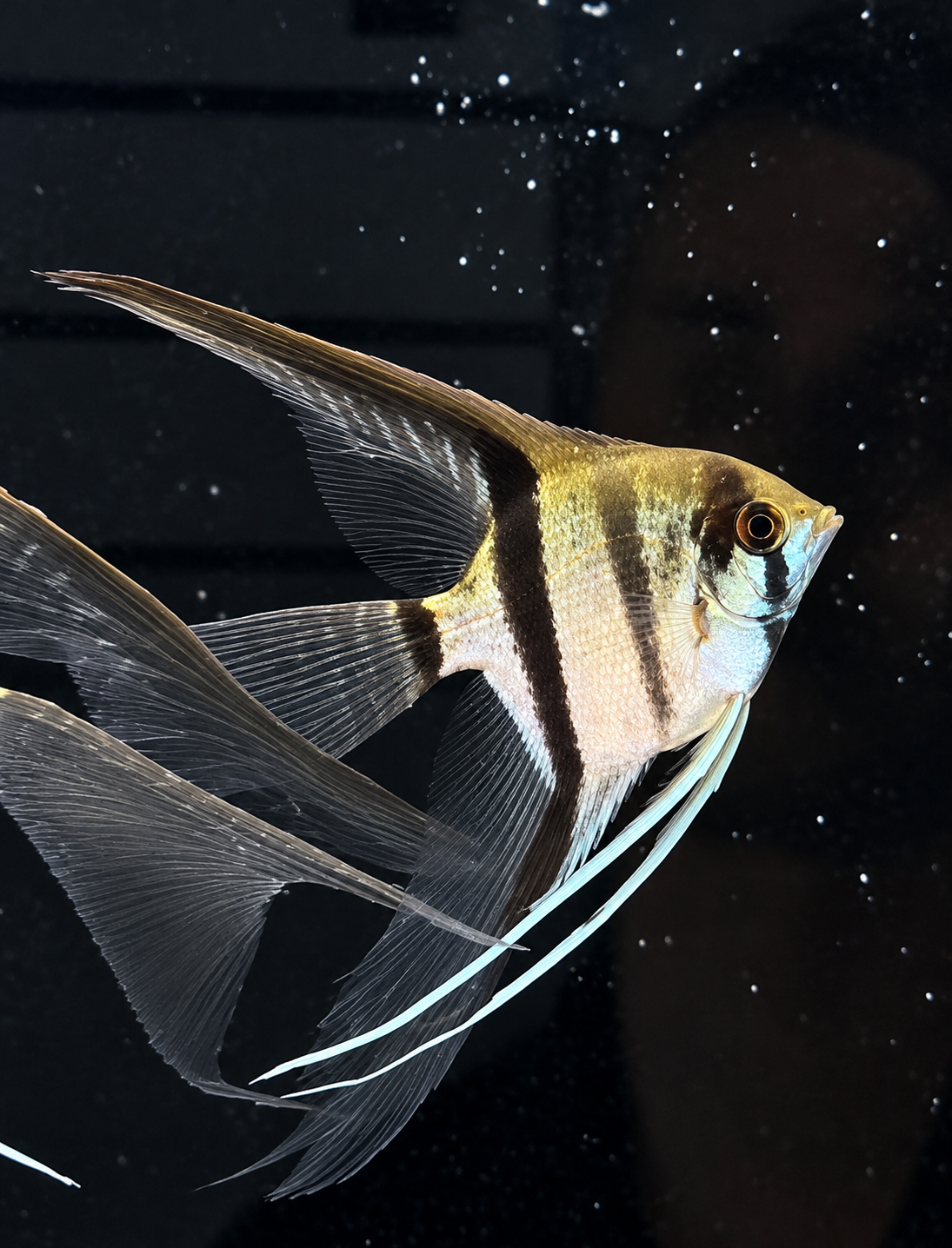 Veiltail Manacapura Angelfish