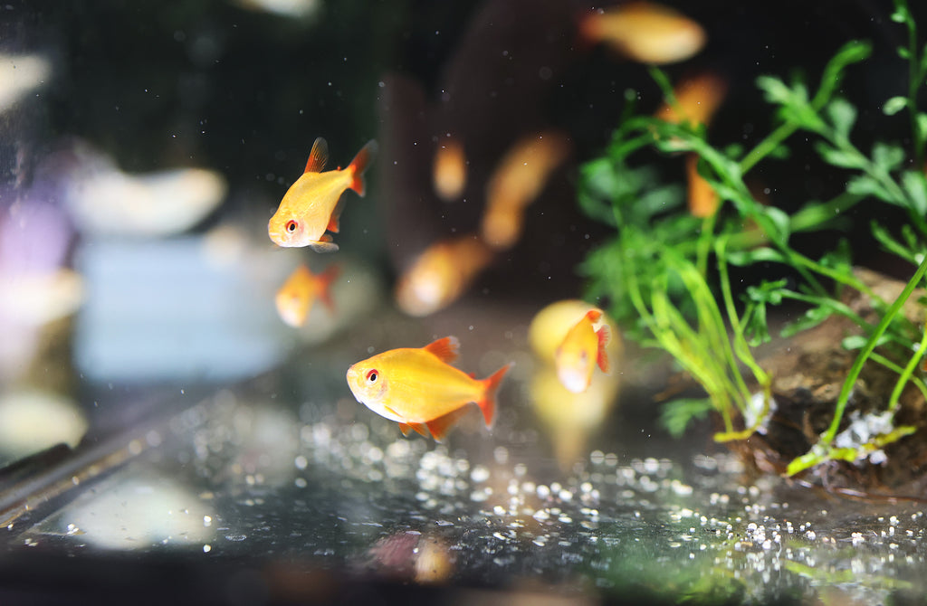 Muzel Red Cherry Tetra (Rare)