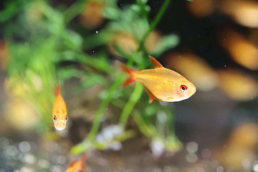 Muzel Red Cherry Tetra (Rare)