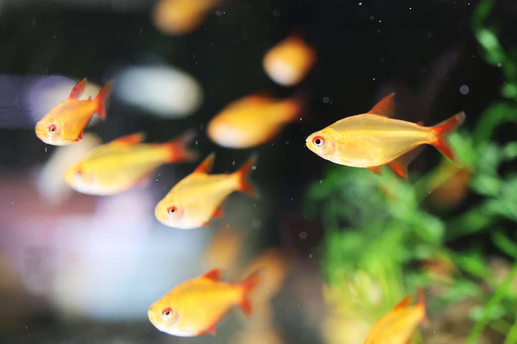 Muzel Red Cherry Tetra (Rare)