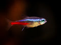 Neon Tetra