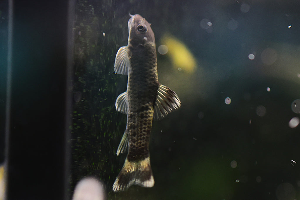Panda Garra