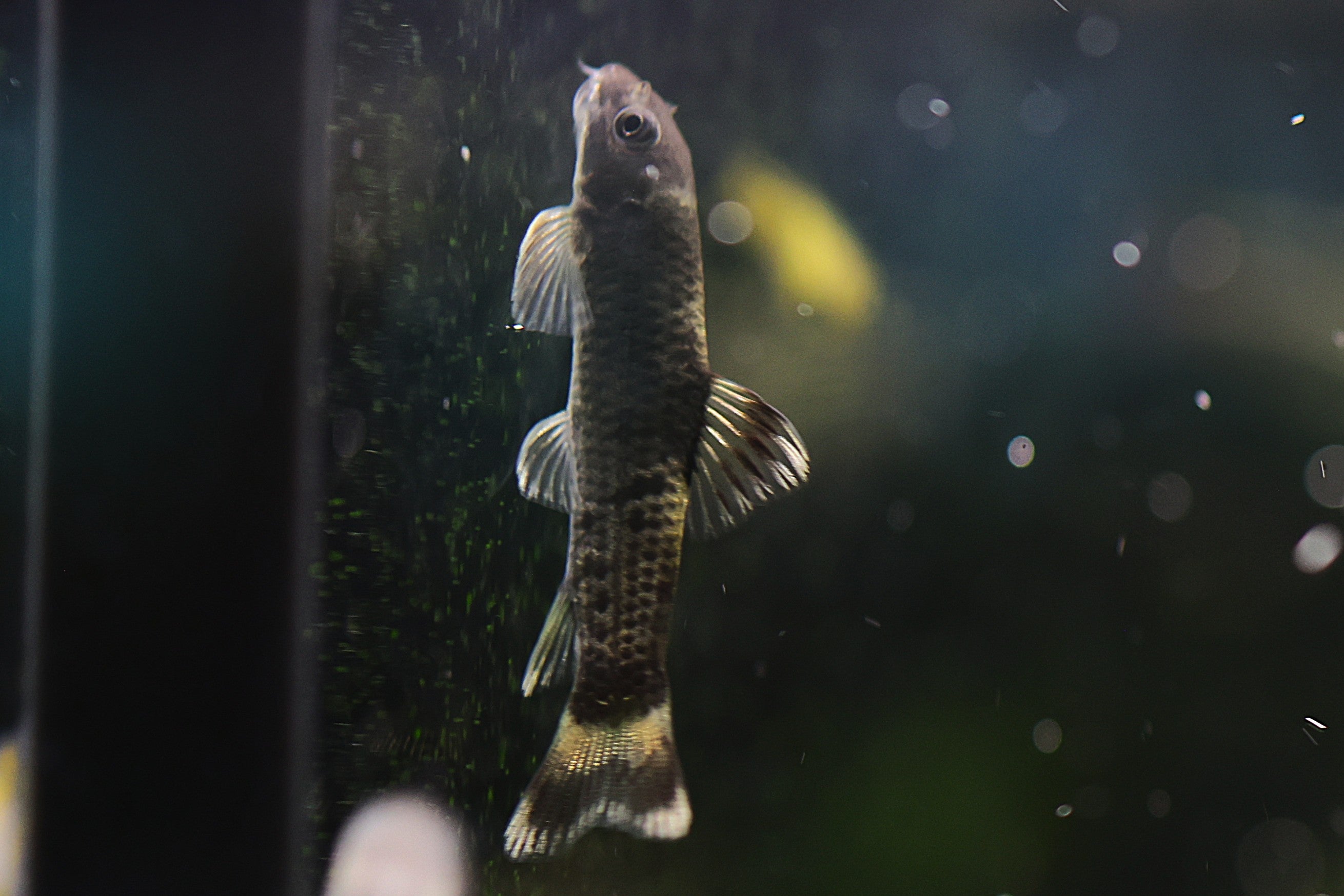 Panda Garra
