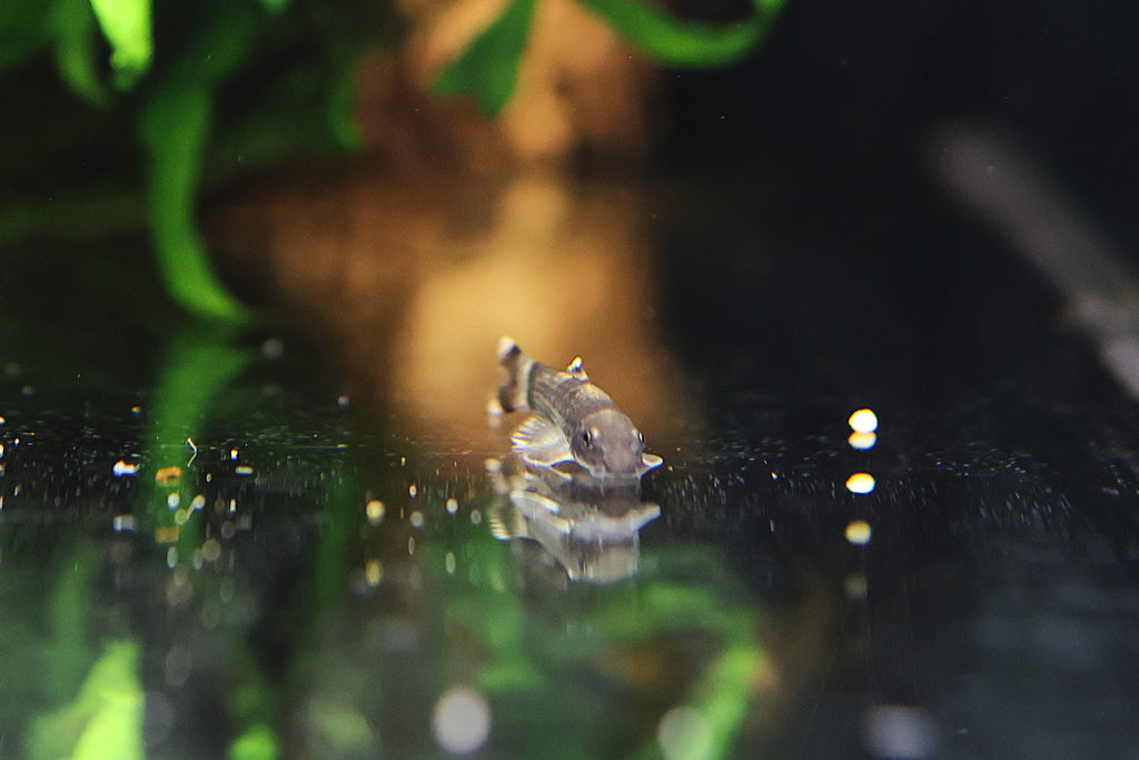 Panda Garra
