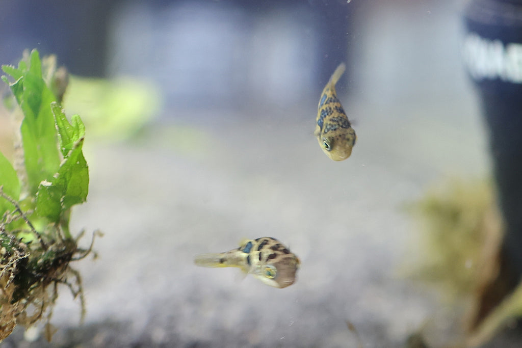 Pea Puffers