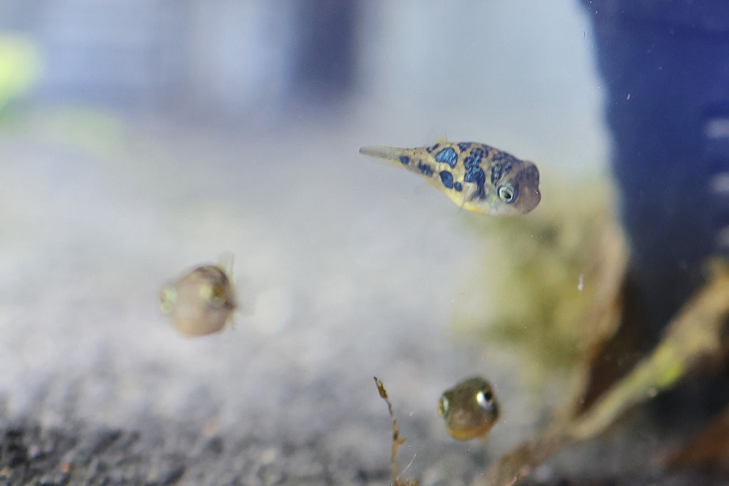 Pea Puffers