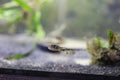 Pea Puffers