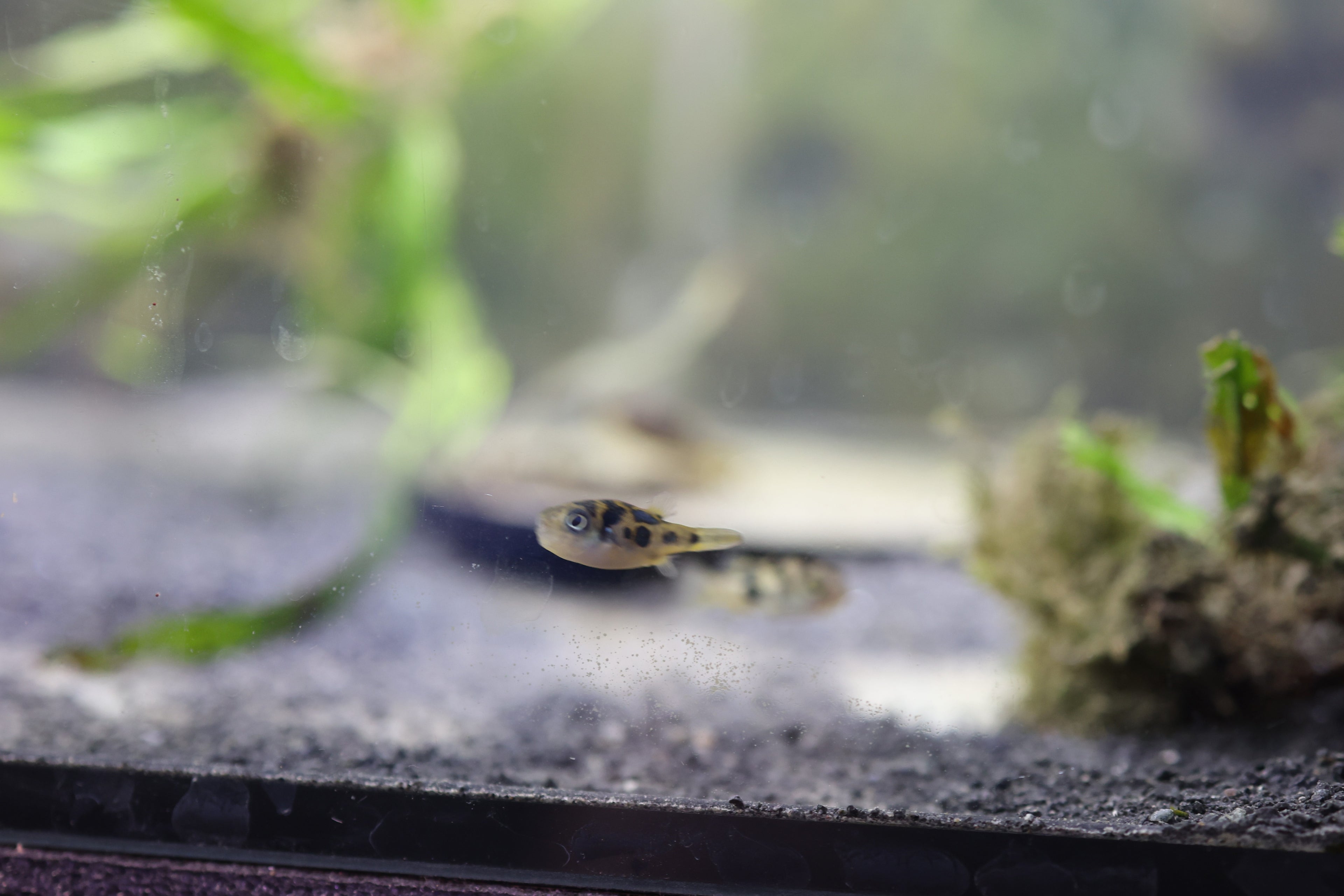 Pea Puffers