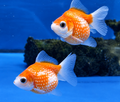 Pearlscale Goldfish