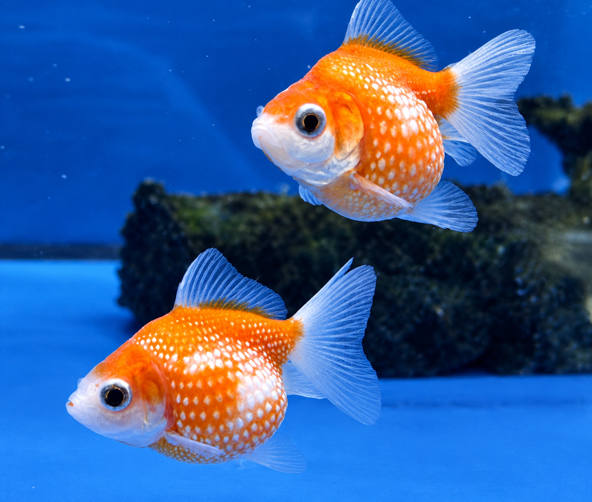 Pearlscale Goldfish