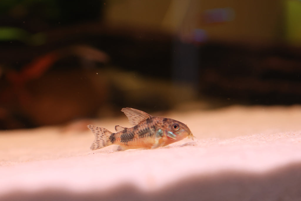 Pepper Corydoras