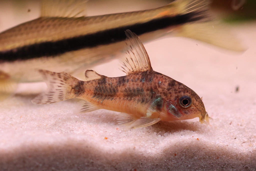 Pepper Corydoras