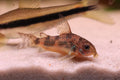 Pepper Corydoras