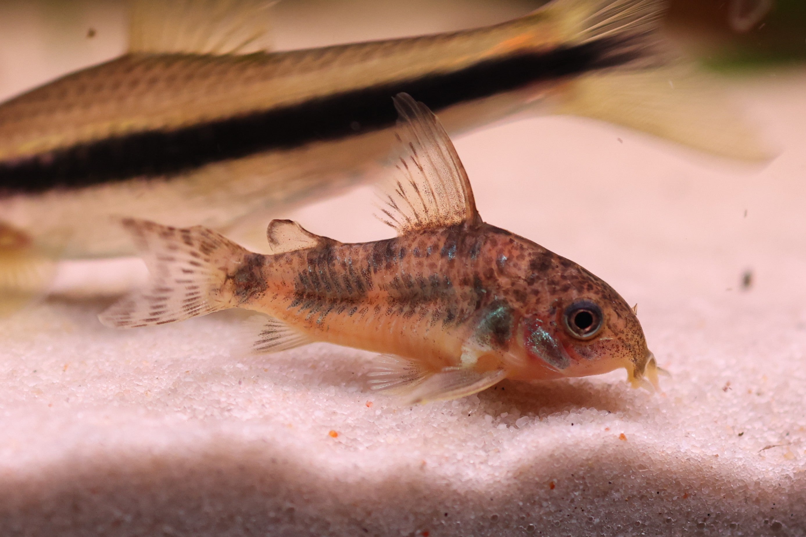 Pepper Corydoras