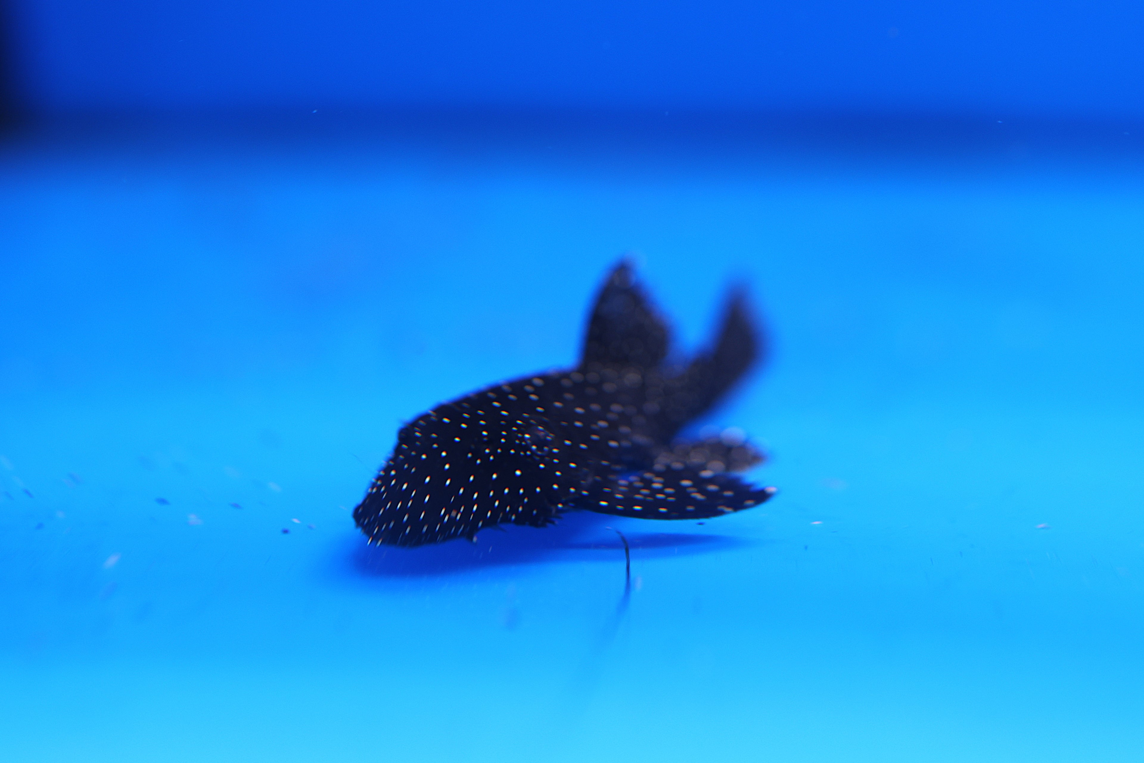 Peppermint Bristlenose