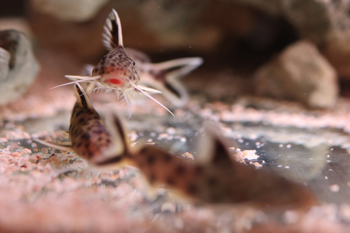 Petricola Catfish (Cuckoo Catfish)