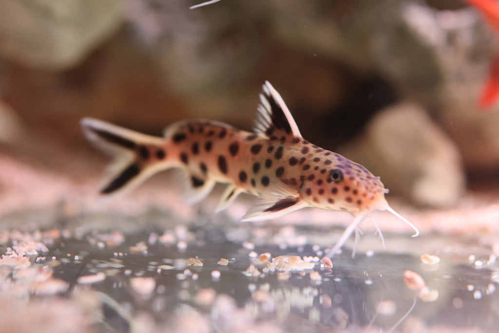 Petricola Catfish (Cuckoo Catfish)