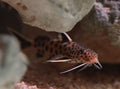 Petricola Catfish (Cuckoo Catfish)