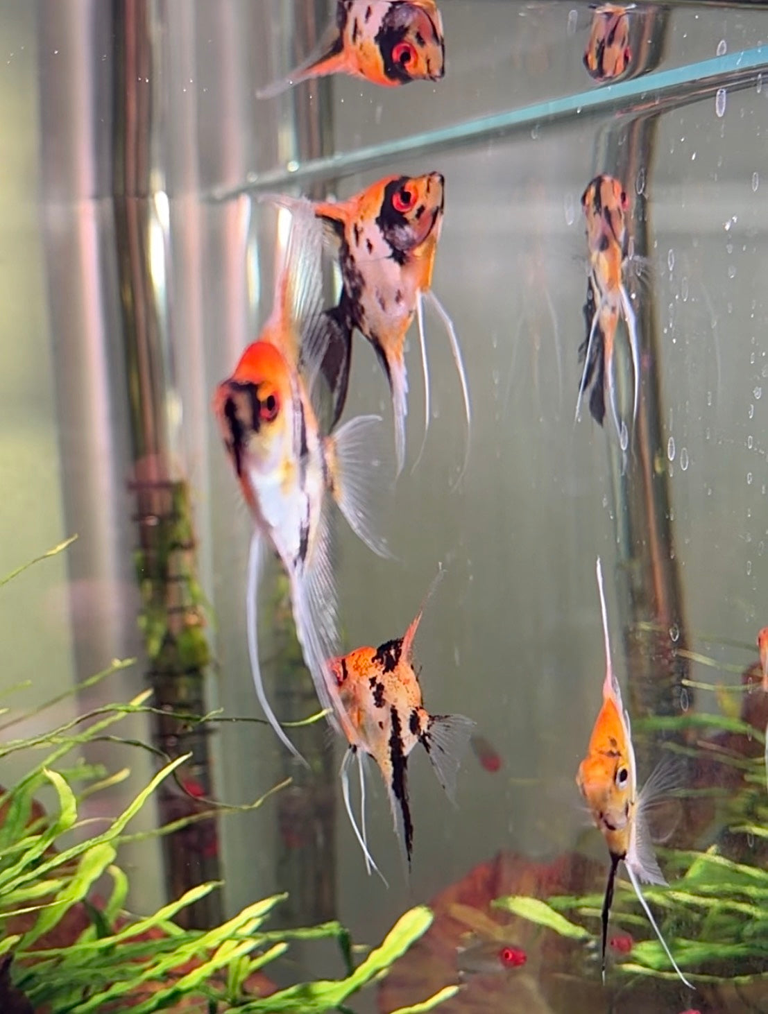 Red Devil Angelfish
