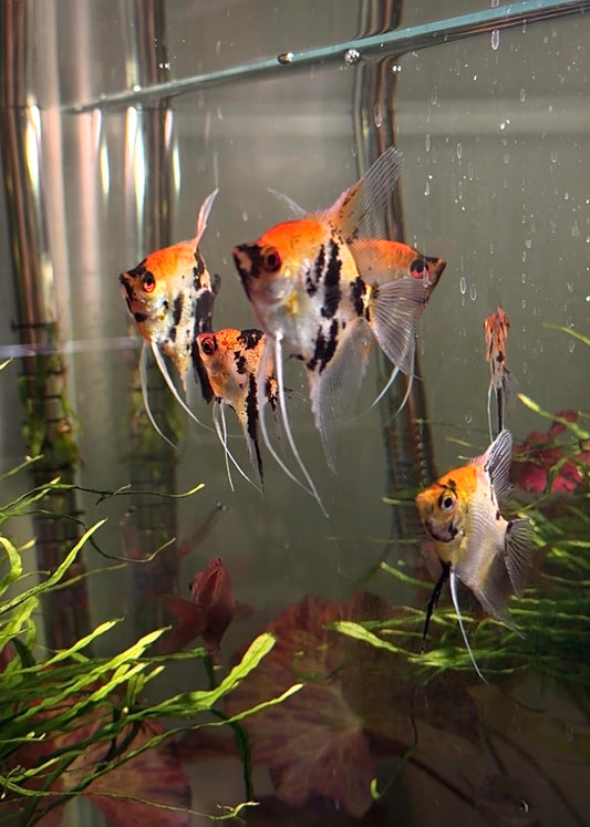 Red Devil Angelfish