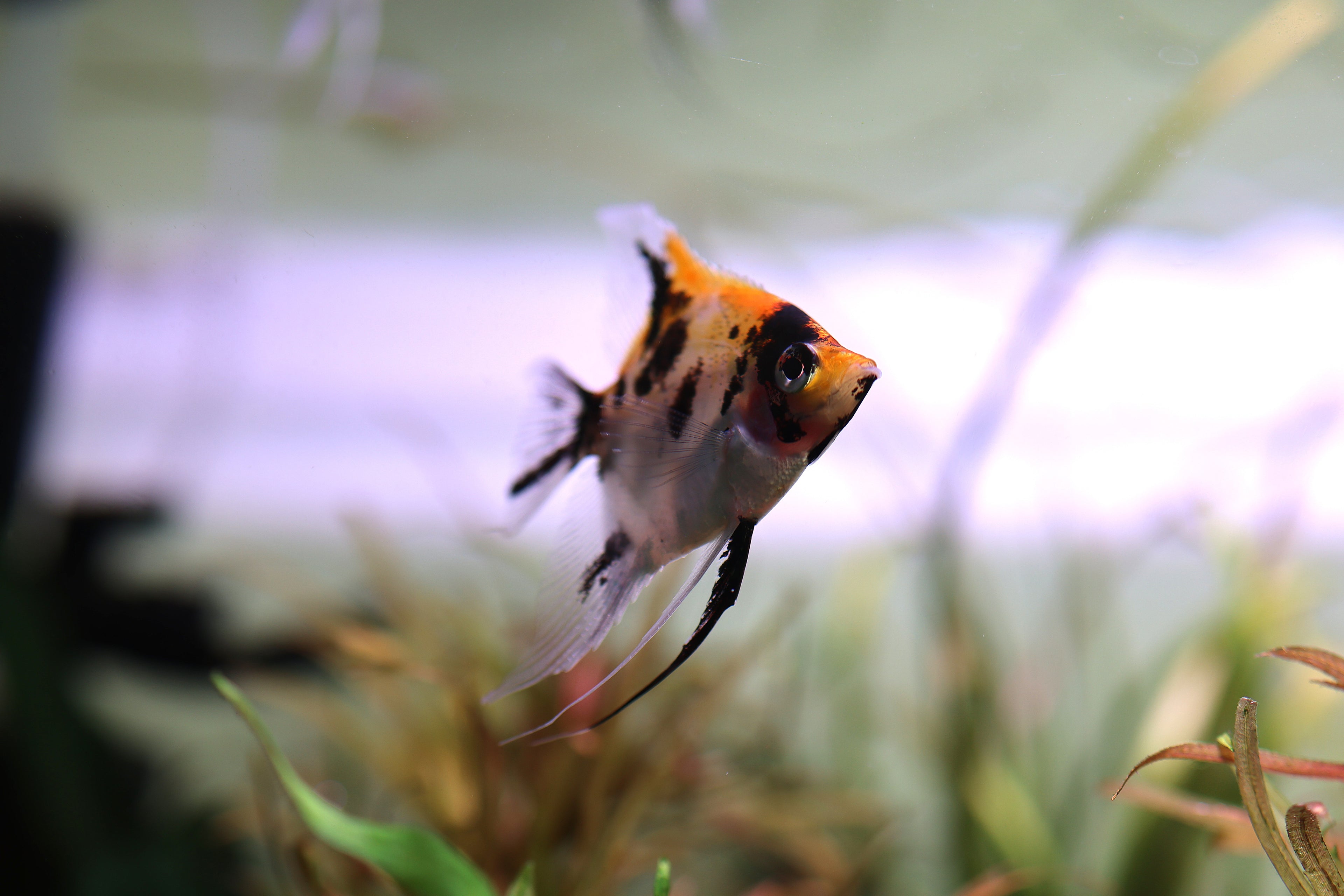 Red Devil Angelfish
