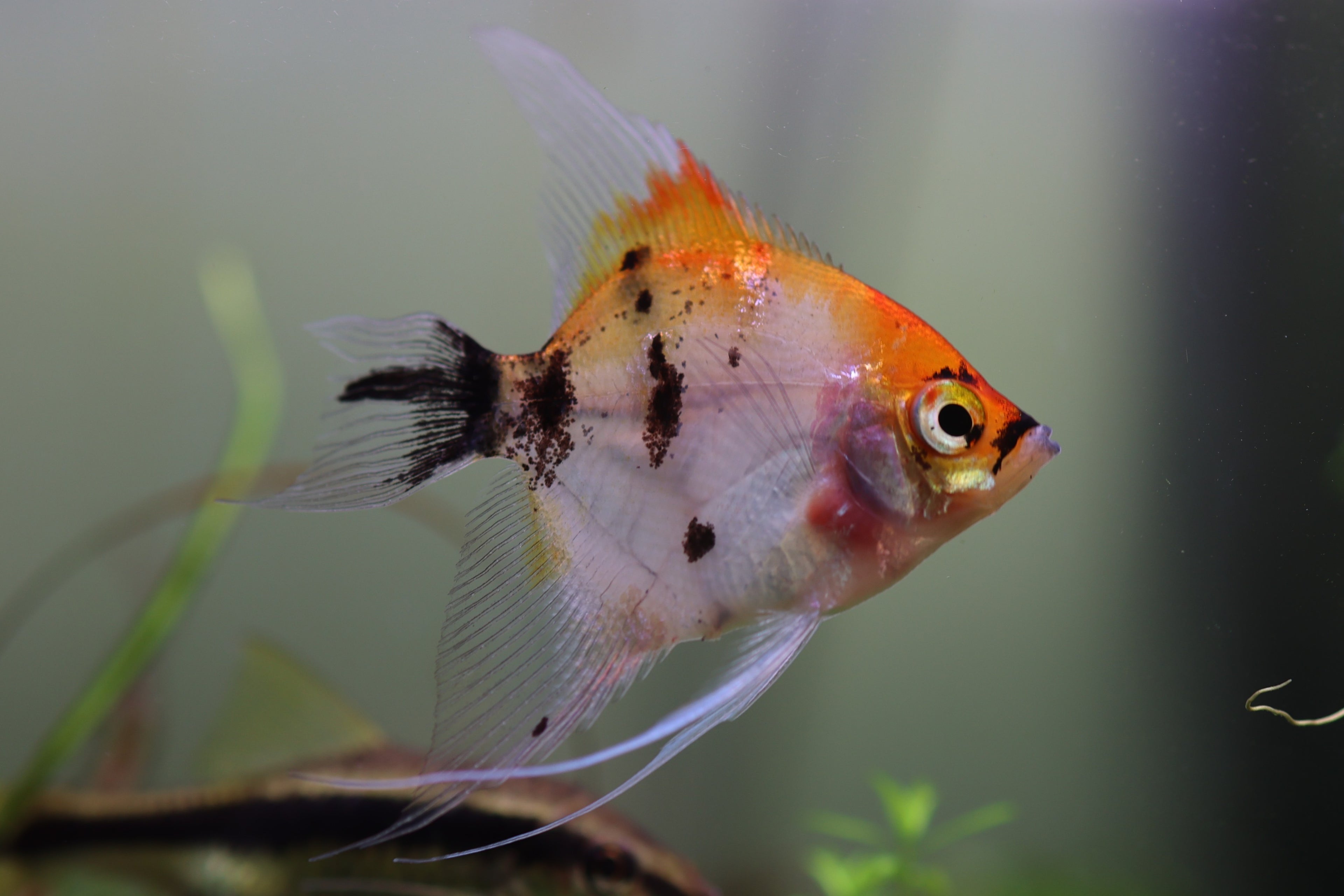 Red Devil Angelfish