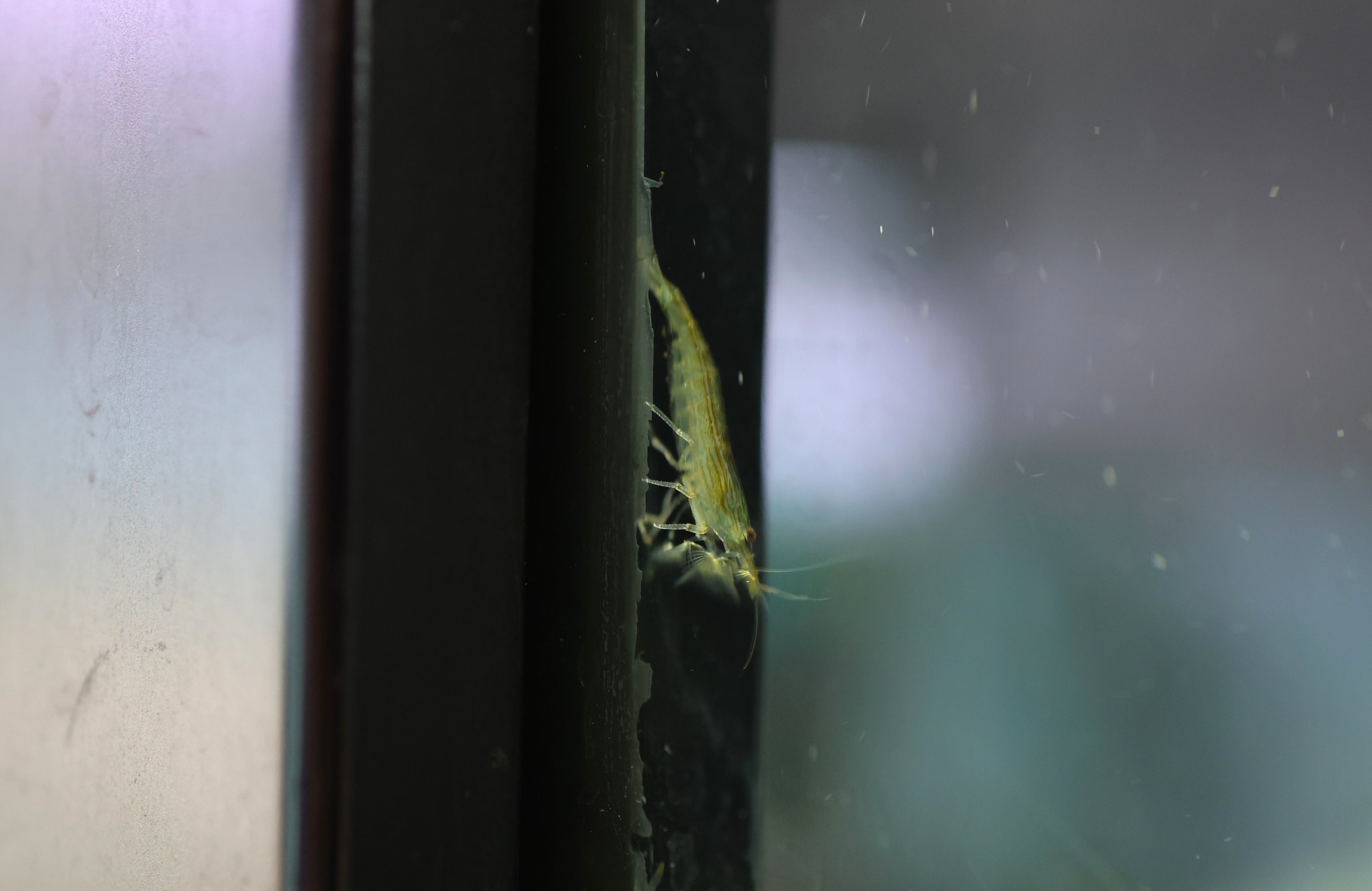 Riffle Shrimp