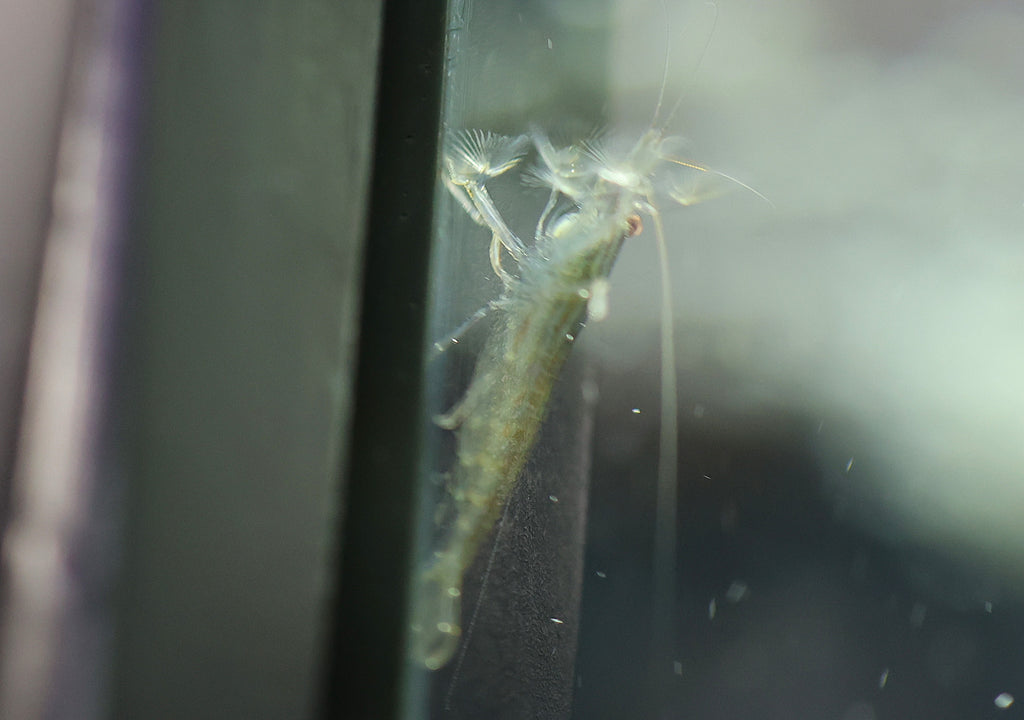 Riffle Shrimp